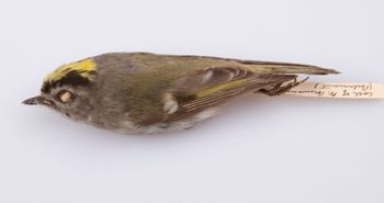 Media type: image;   Ornithology 208366